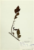 藏品(臺灣山桂花)的圖片